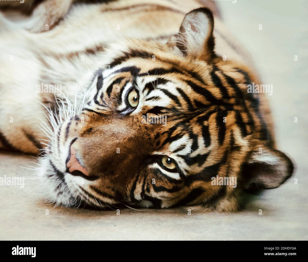 Tiger, portrait of a bengal tiger. Stock Photo