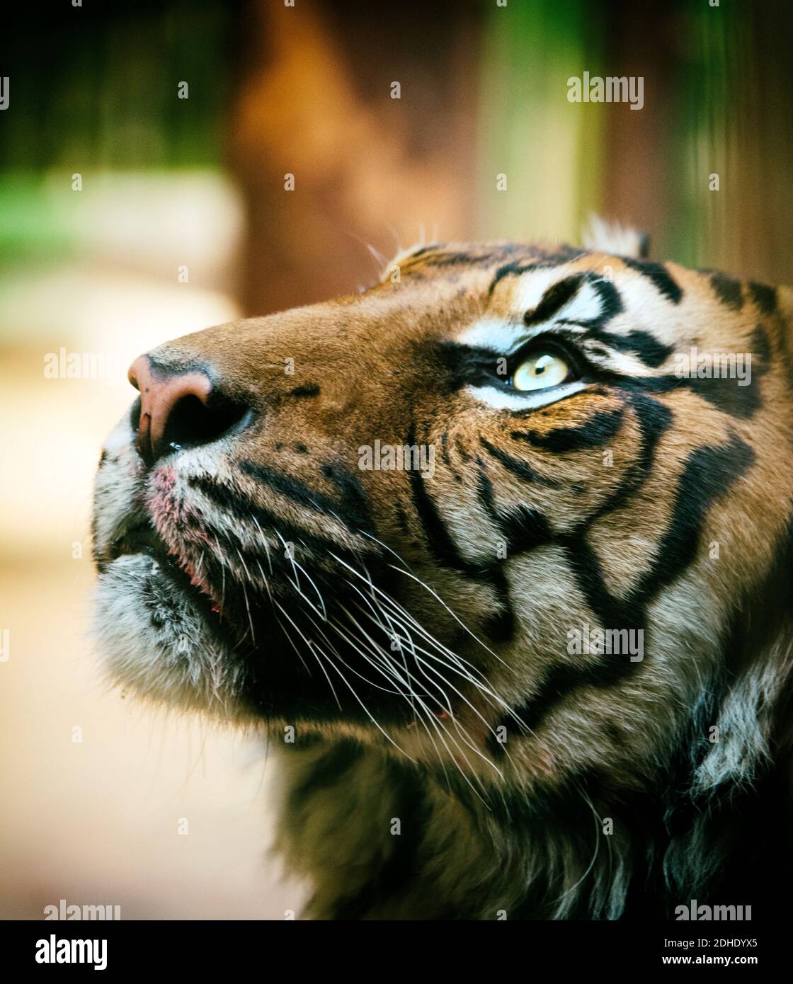 Tiger, portrait of a bengal tiger. Stock Photo