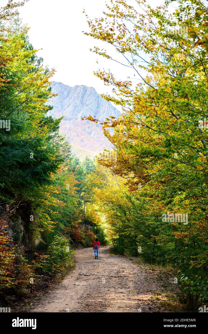 Rear view of a backpacker woman hiking into green forest Stock Photo ...