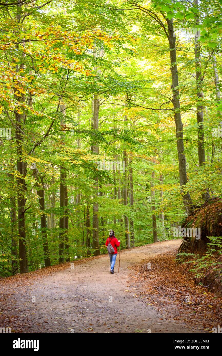Rear view of a backpacker woman hiking into green forest Stock Photo ...