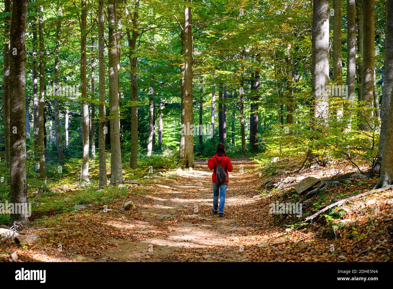 Rear view of a backpacker woman hiking into green forest Stock Photo ...