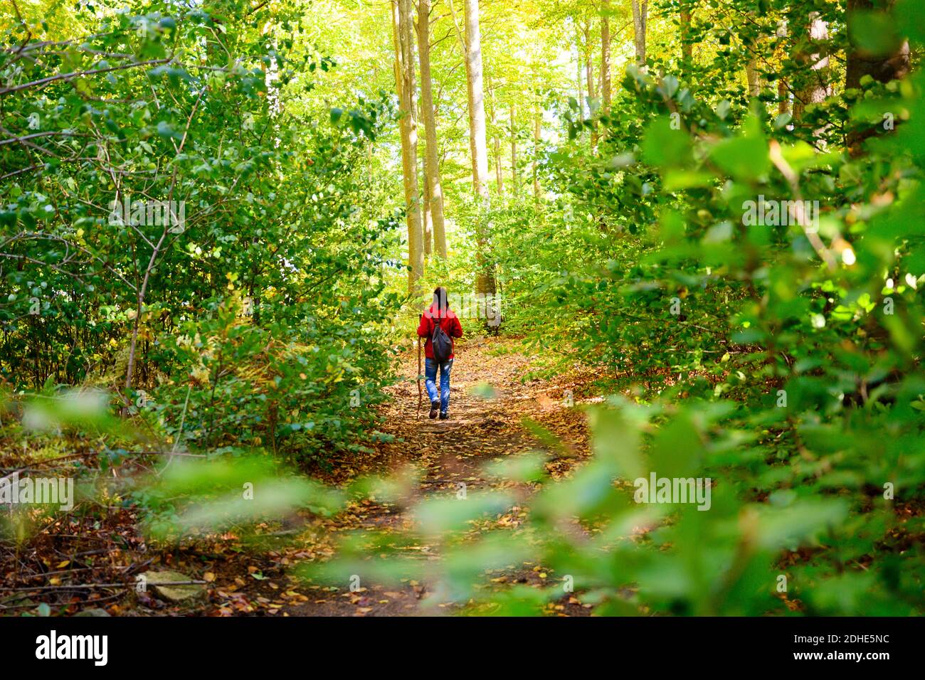 Rear view of a backpacker woman hiking into green forest Stock Photo ...