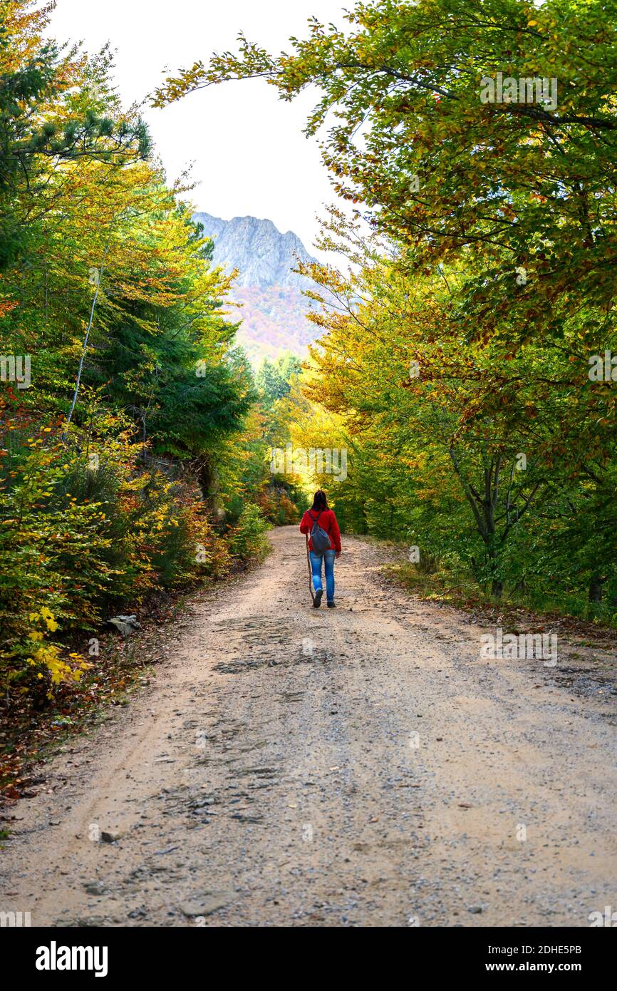 Rear view of a backpacker woman hiking into green forest Stock Photo ...