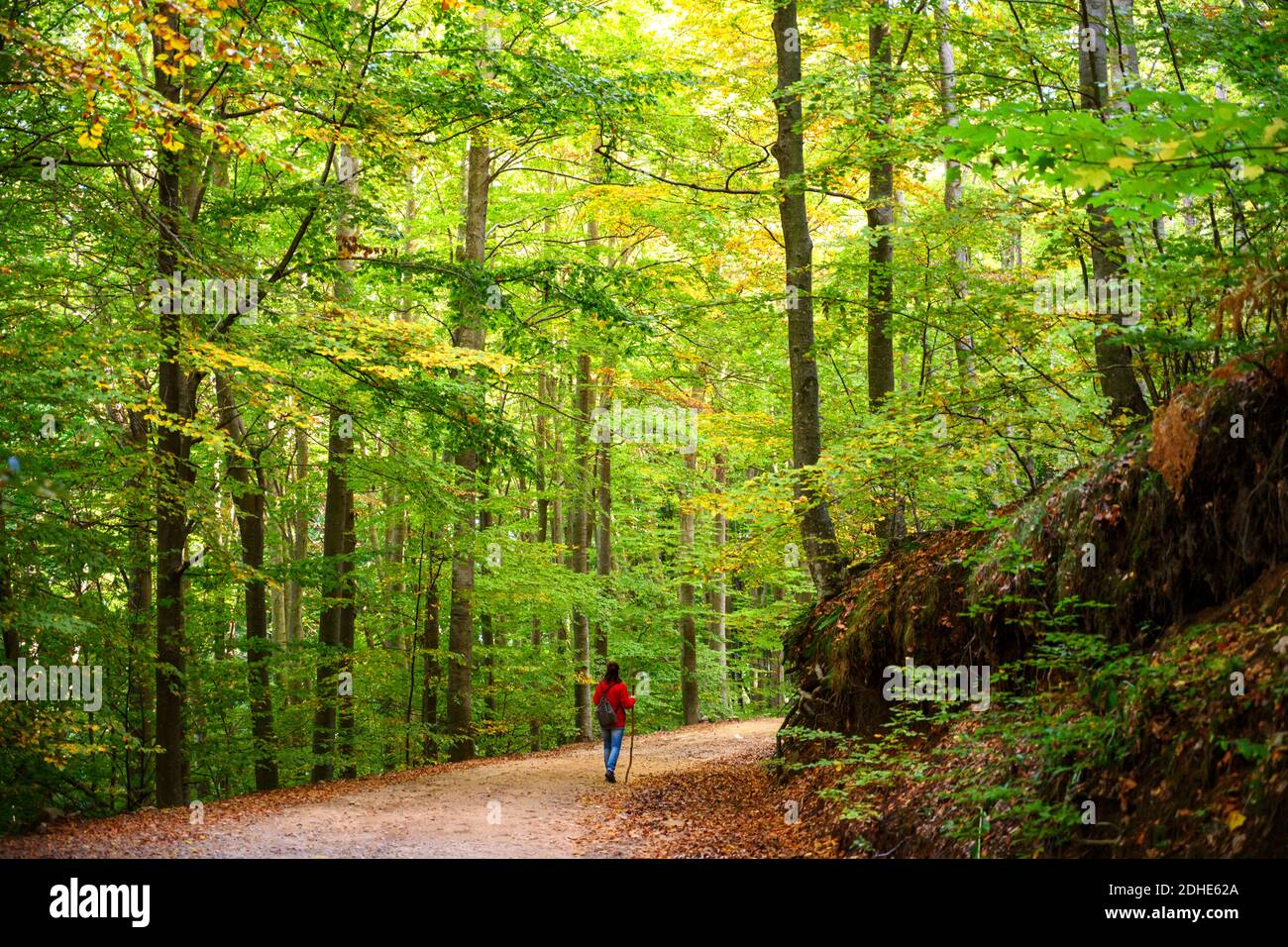 Rear view of a backpacker woman hiking into green forest Stock Photo ...