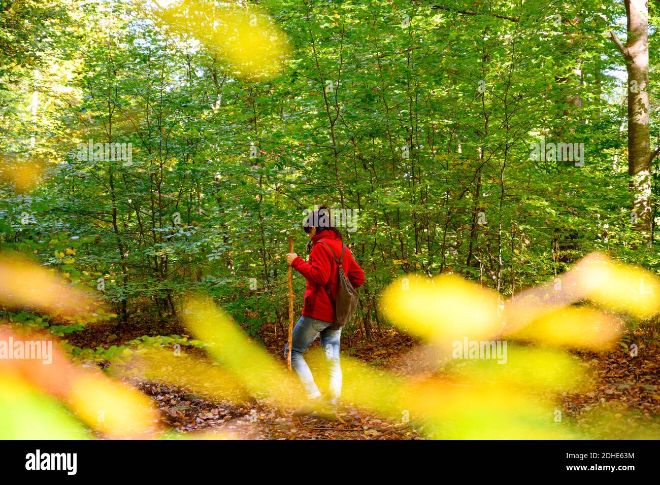 Rear view of a backpacker woman hiking into green forest Stock Photo ...