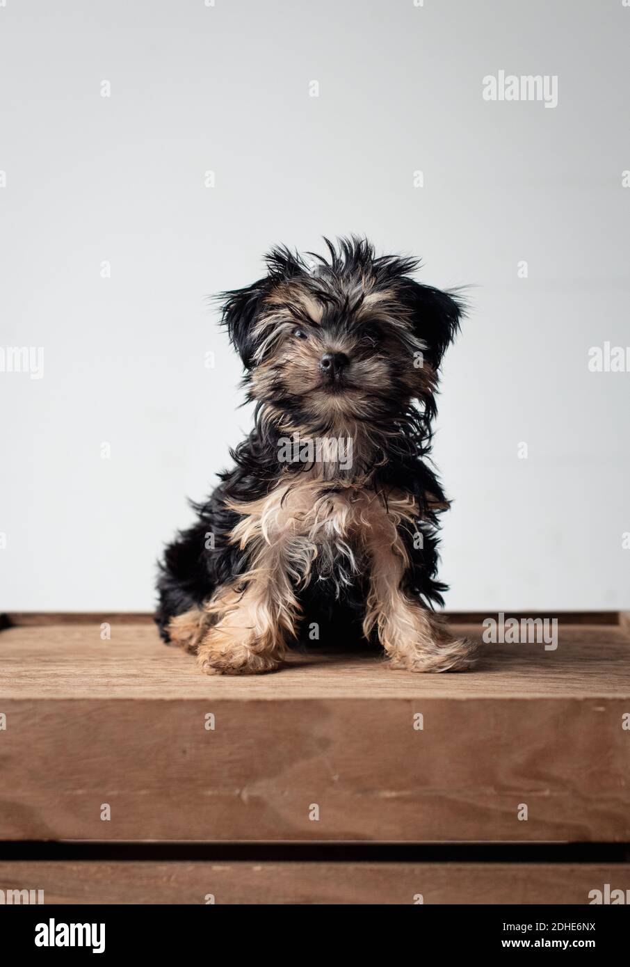 Portrait of a cute teacup morkie puppy sitting on wooden crate Stock