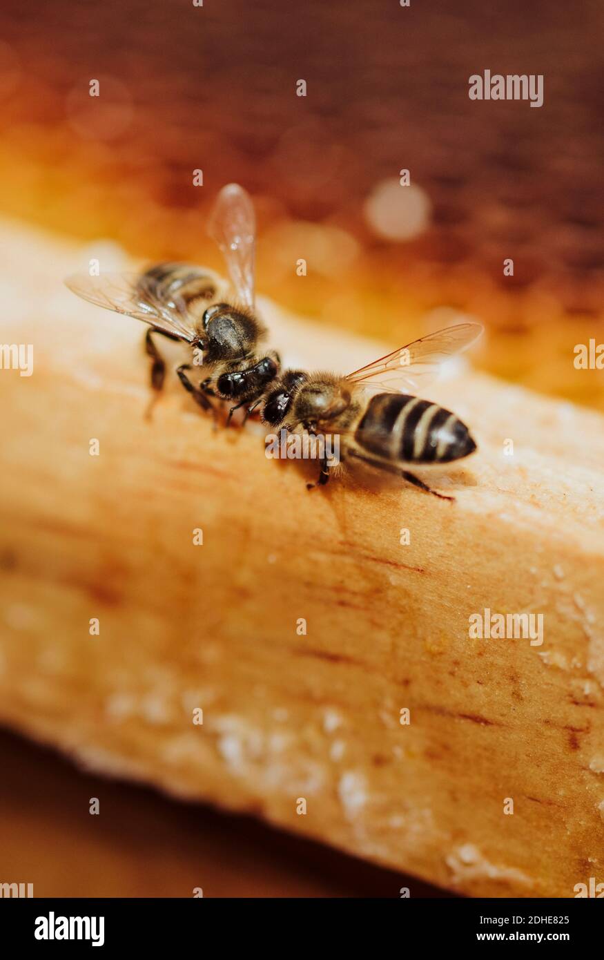 Bees working on a honeycomb Stock Photo