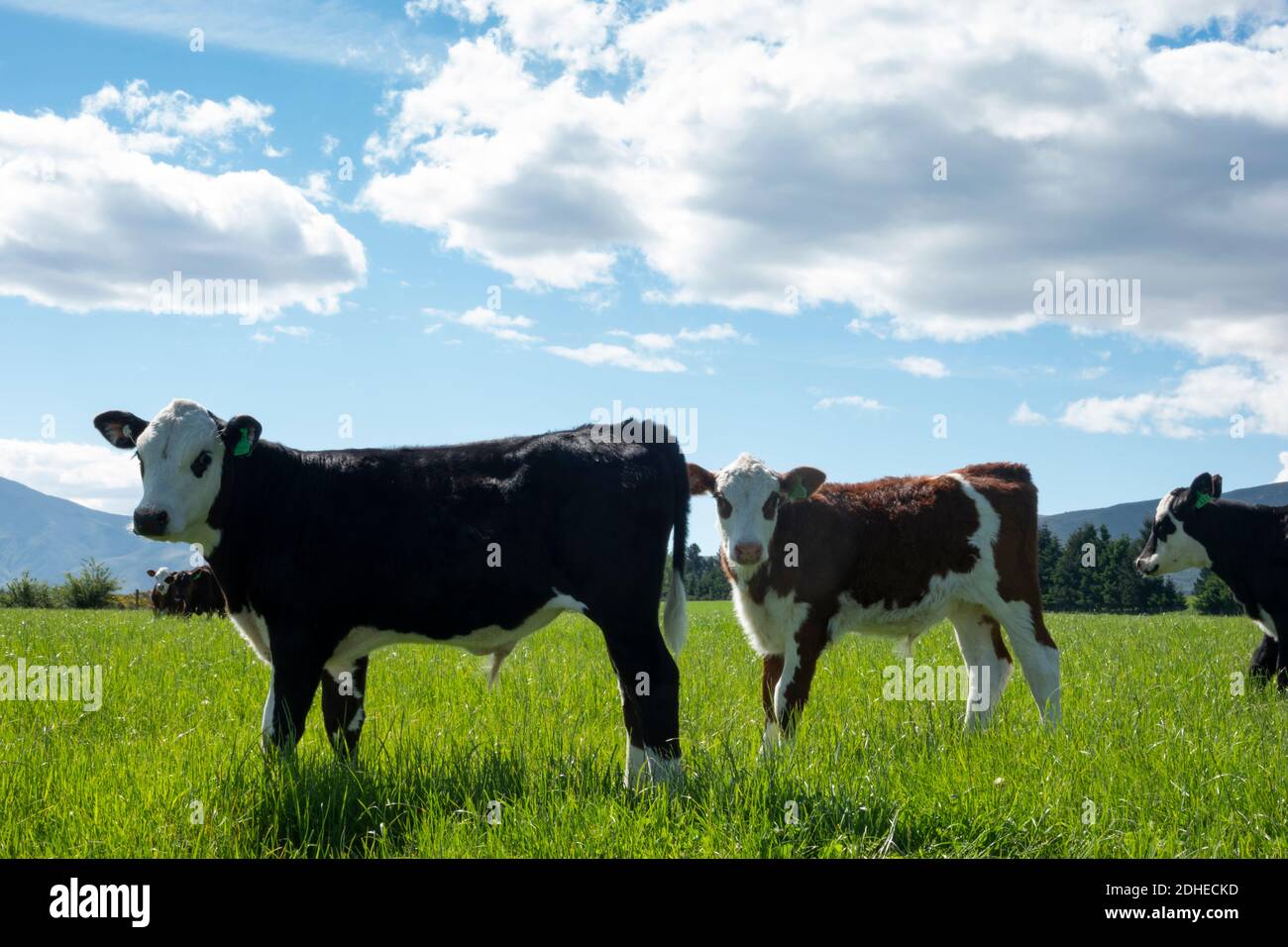 Cattle on New Zealand farm field Stock Photo Alamy