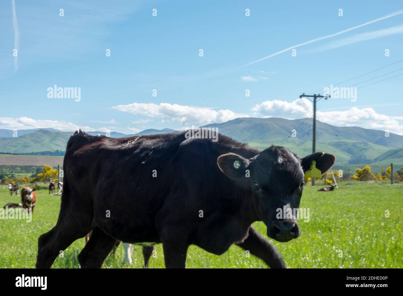 Cattle on New Zealand farm field Stock Photo Alamy