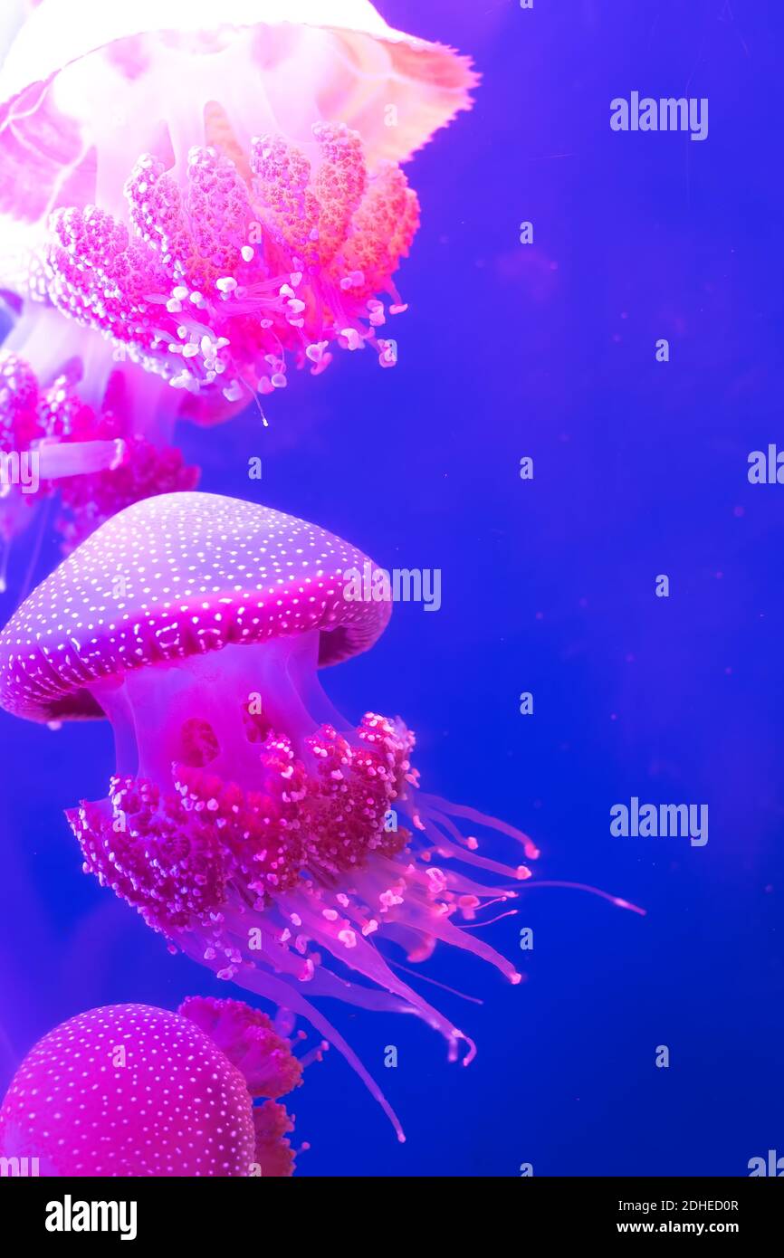 Jelly fish floating - A close up of a jelly fish in aquarium Stock Photo