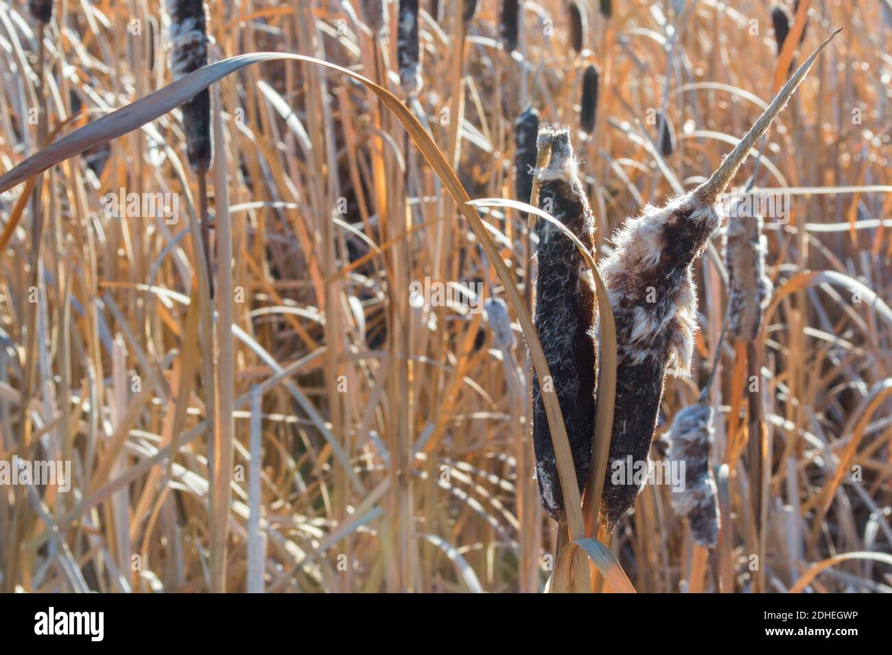 close up of brown and white cattail reeds and seedpods in golden marshy grasses haloed under autumn sunlight Stock Photo
