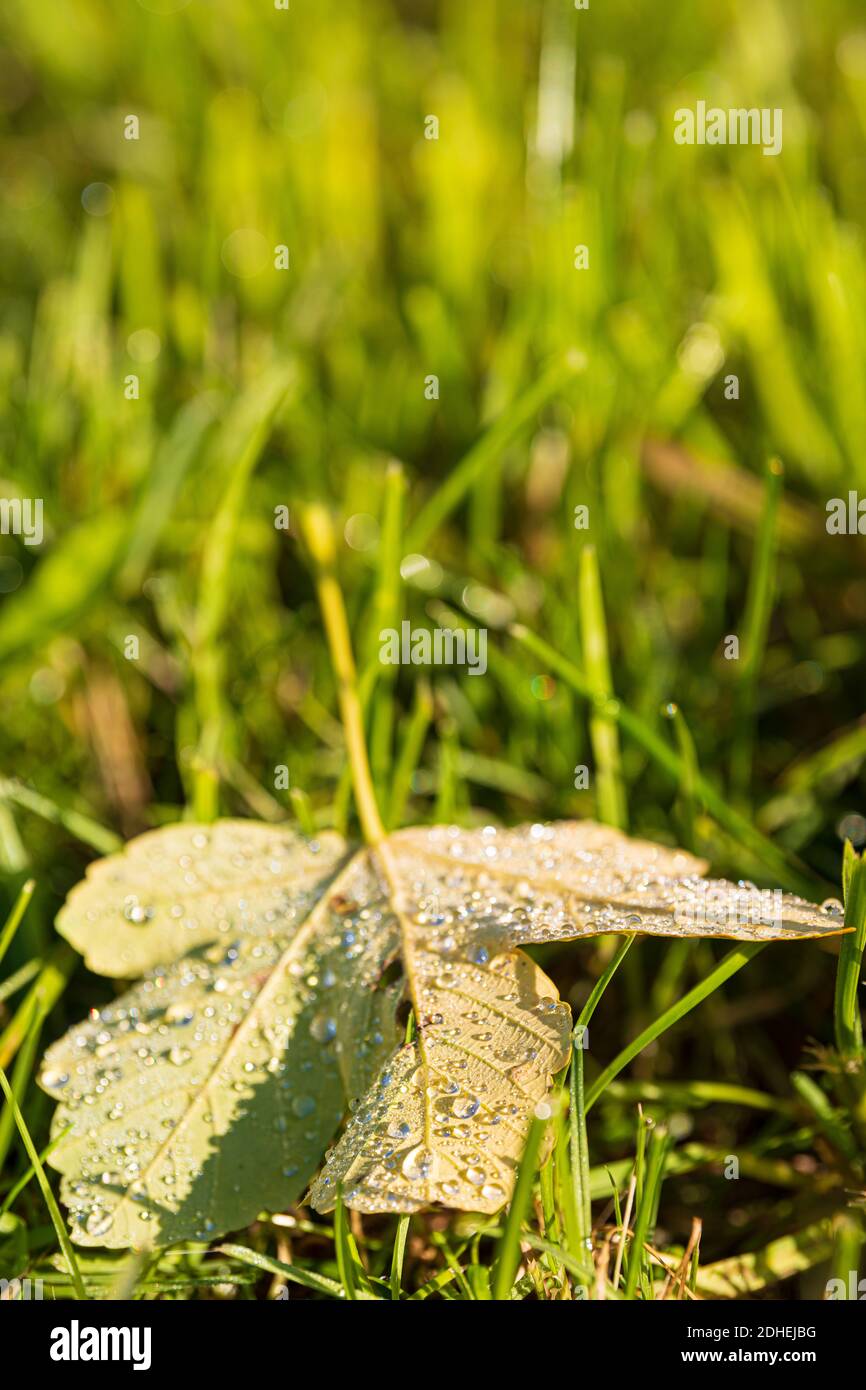 A vertical shot of a leaf with dew on the ground on a sunny day Stock