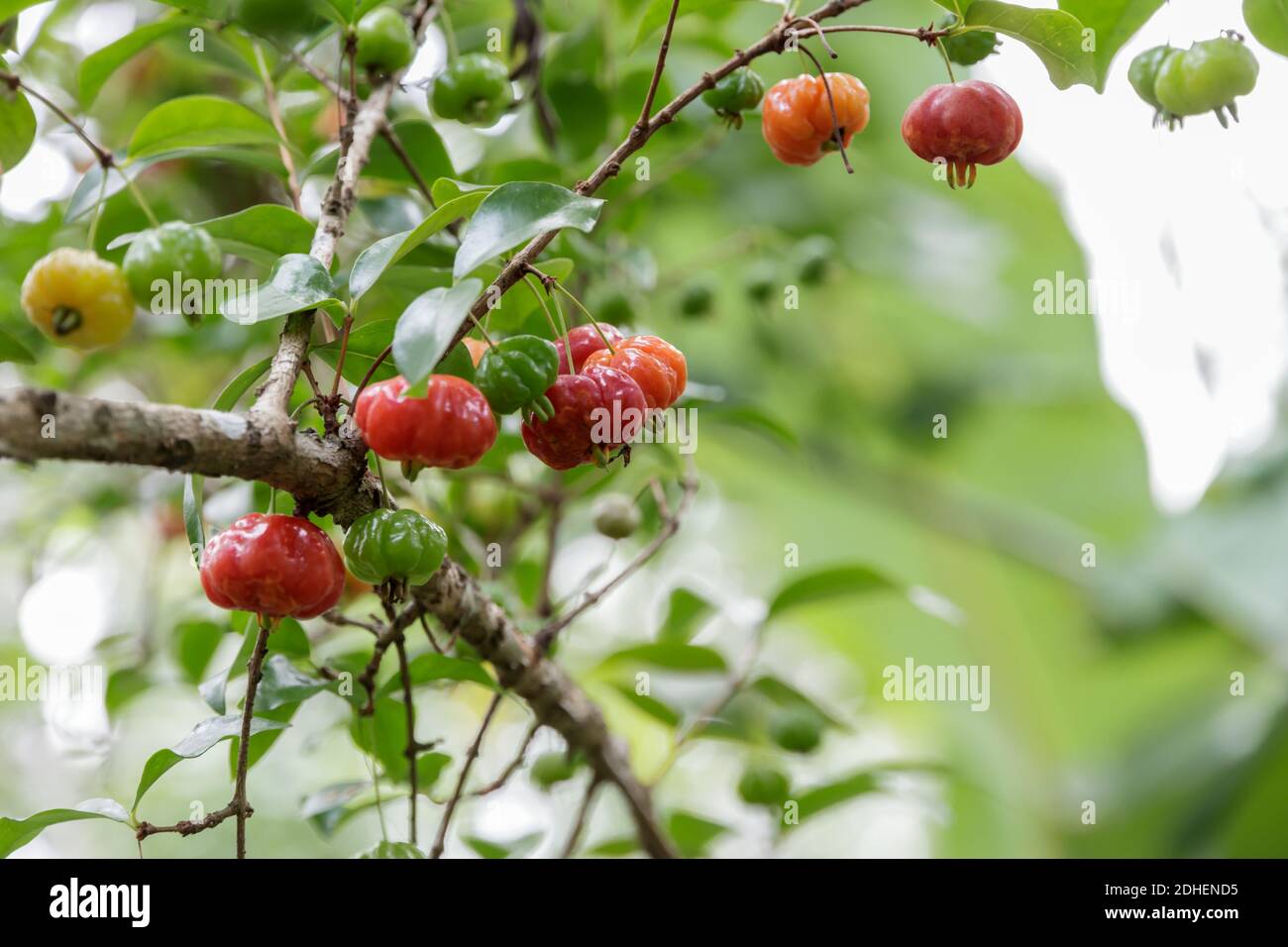 Eugenia uniflora cherry branch with an isolated bacground. Stock Photo