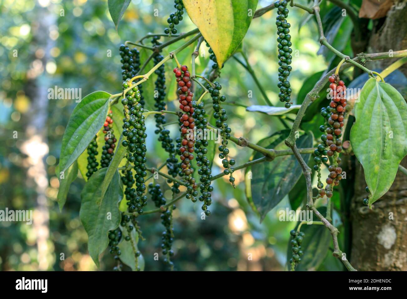 Black pepper tree piper nigrum hires stock photography and images Alamy