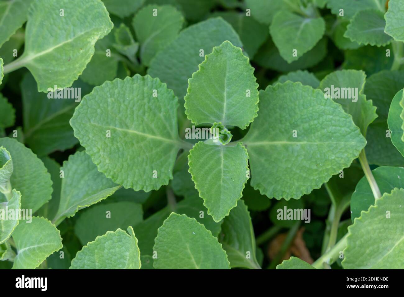 Plectranthus amboinicus medicinal and healthy plant. Stock Photo