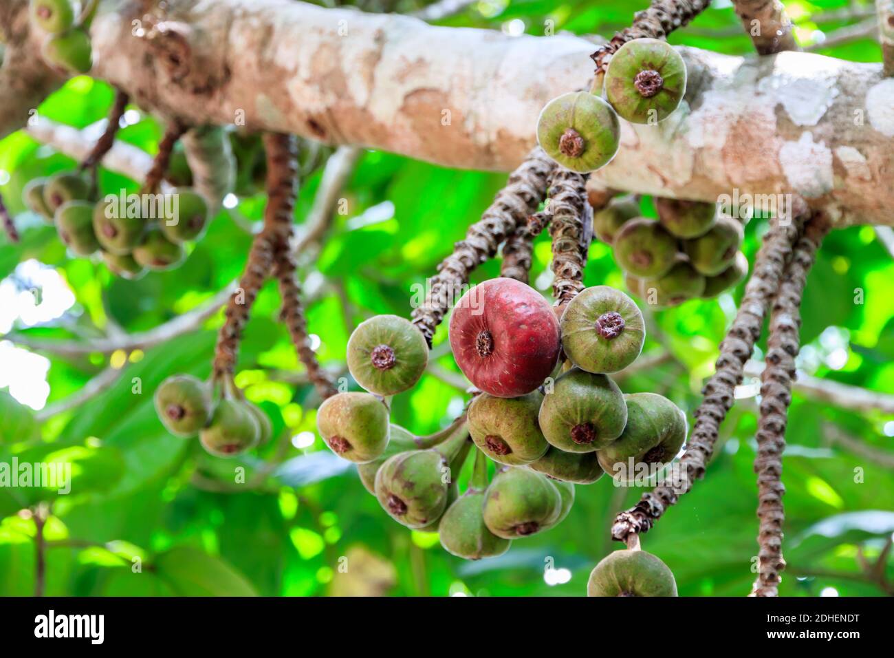 Ficus auriculata ( Roxburgh fig ) healthy fruit. Stock Photo