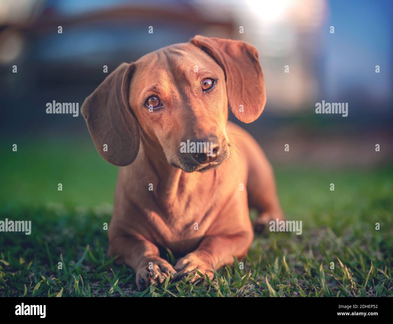 Dog in the grass under sunset looking at the camera. Stock Photo