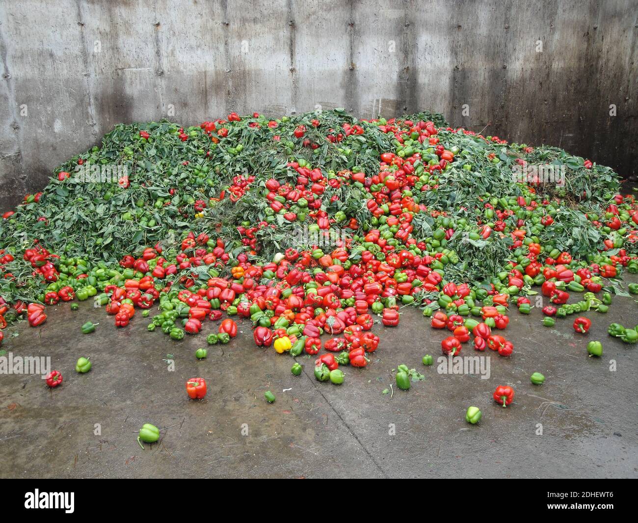 Organic waste is stored for processing on a biogas plant Stock Photo
