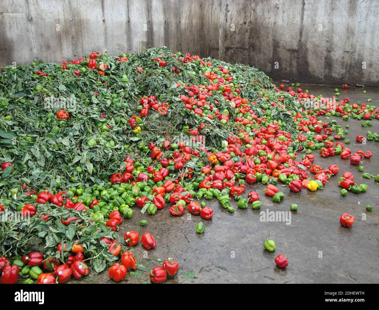 Organic waste is stored for processing on a biogas plant Stock Photo