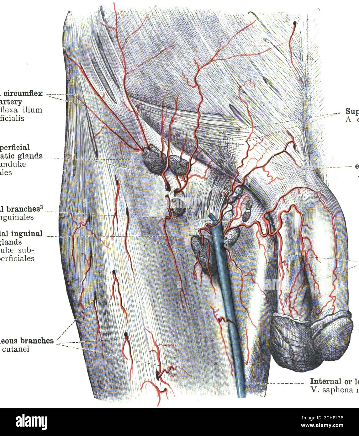 The femoral artery human anatomy Stock Photo - Alamy