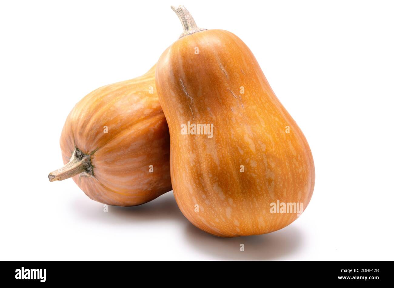 Pumpkin fruit Stock Photo Alamy