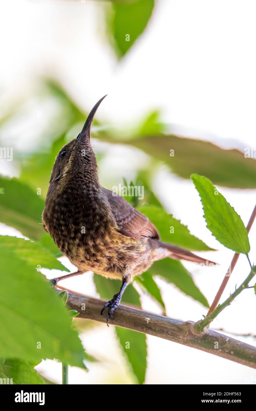 Tacazze Sunbird perched on tree Ethiopia wildlife Stock Photo