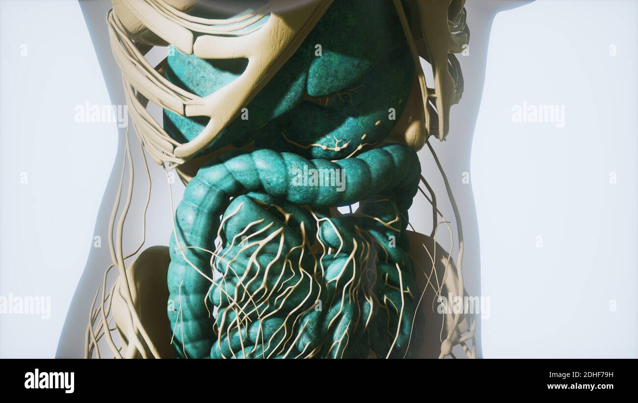 Detailed human digestive system anatomy Stock Photo - Alamy