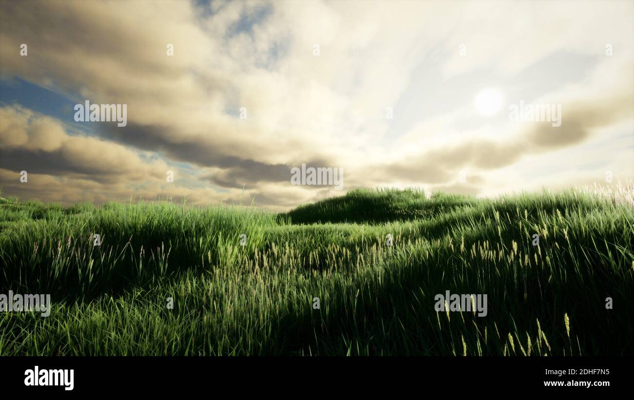 Storm clouds above meadow with green grass Stock Photo - Alamy