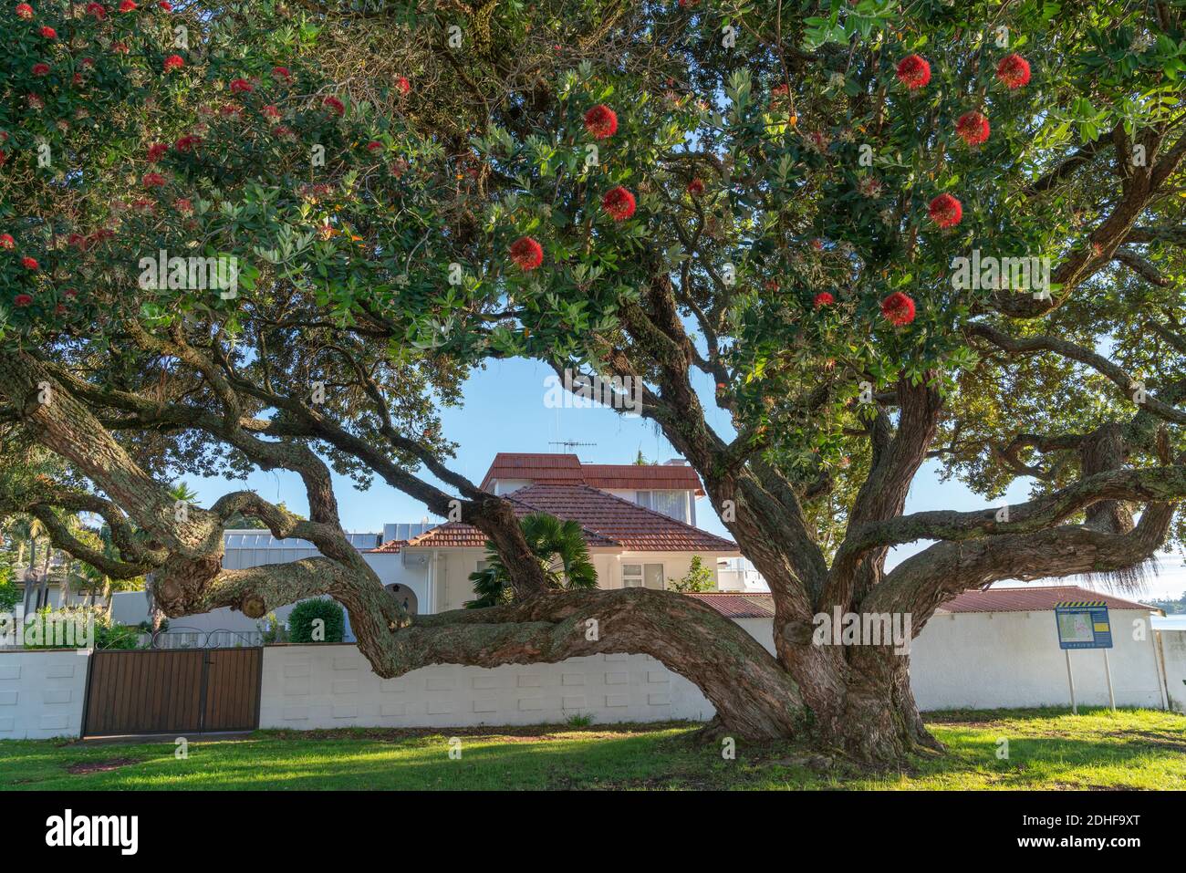 Beautiful large pohutukawa tree in bloom with it's characteristic red flowers in coastal suburban street Stock Photo