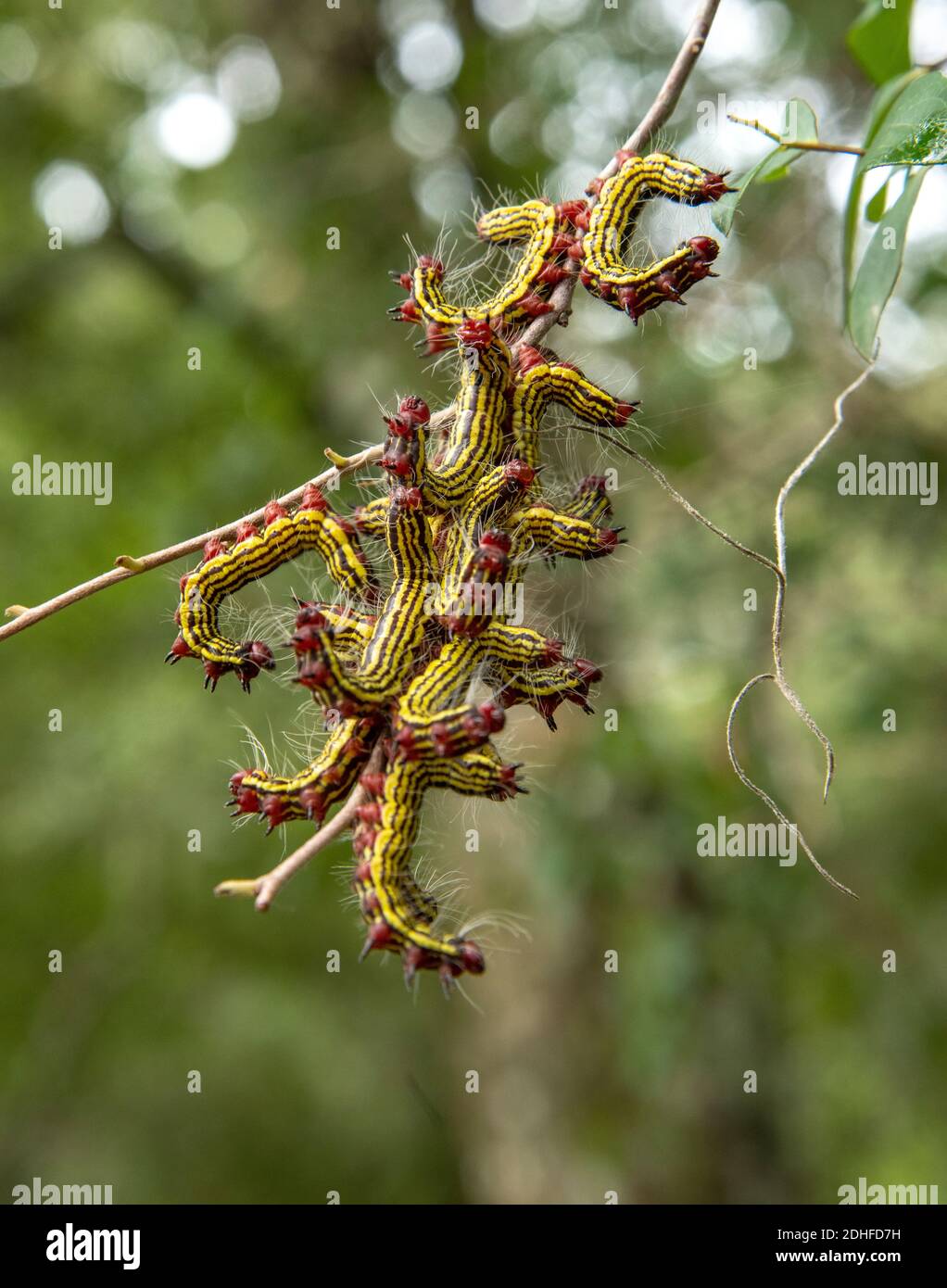 Young red headed azalea caerpillars feeding en masse Stock Photo