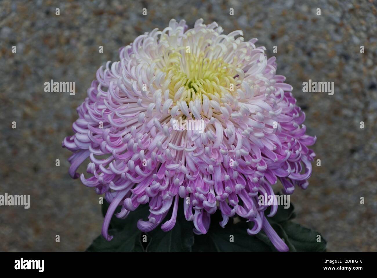 Close up of the light purple and yellow color of spider mum 'Flair' flower Stock Photo