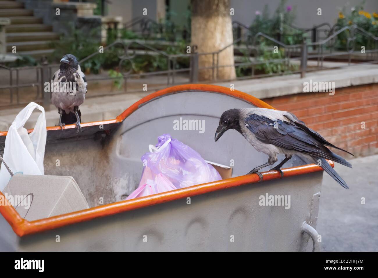 Raven and City. Bird on Garbage. Waste is Food for Animals. Crows on ... Biology Diagrams