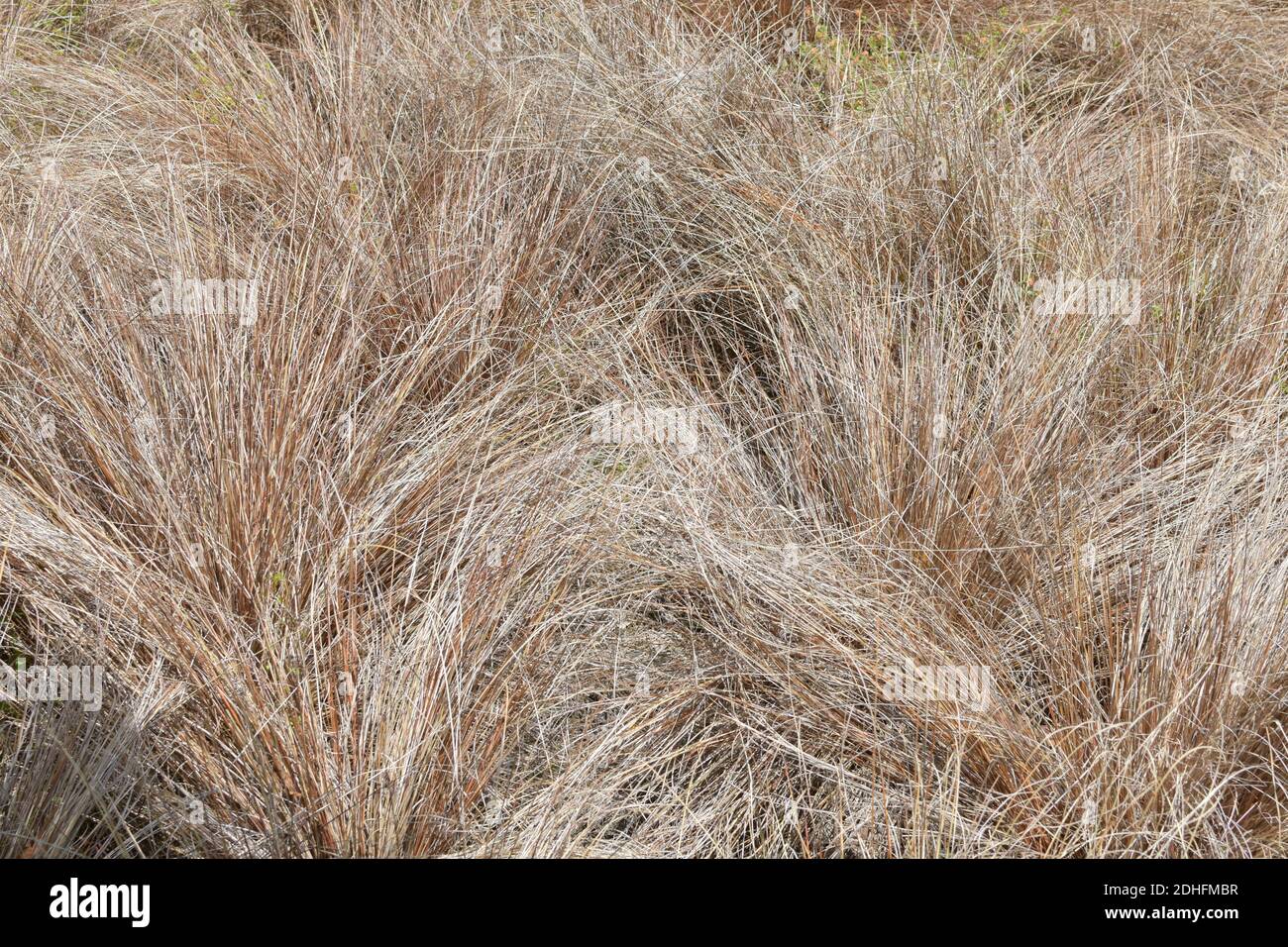 View of New Zealand Hair Sedge (Carex Buchananii) Stock Photo
