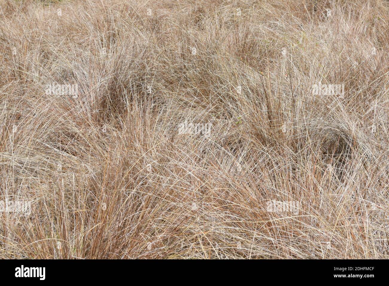 View of New Zealand Hair Sedge (Carex Buchananii) Stock Photo