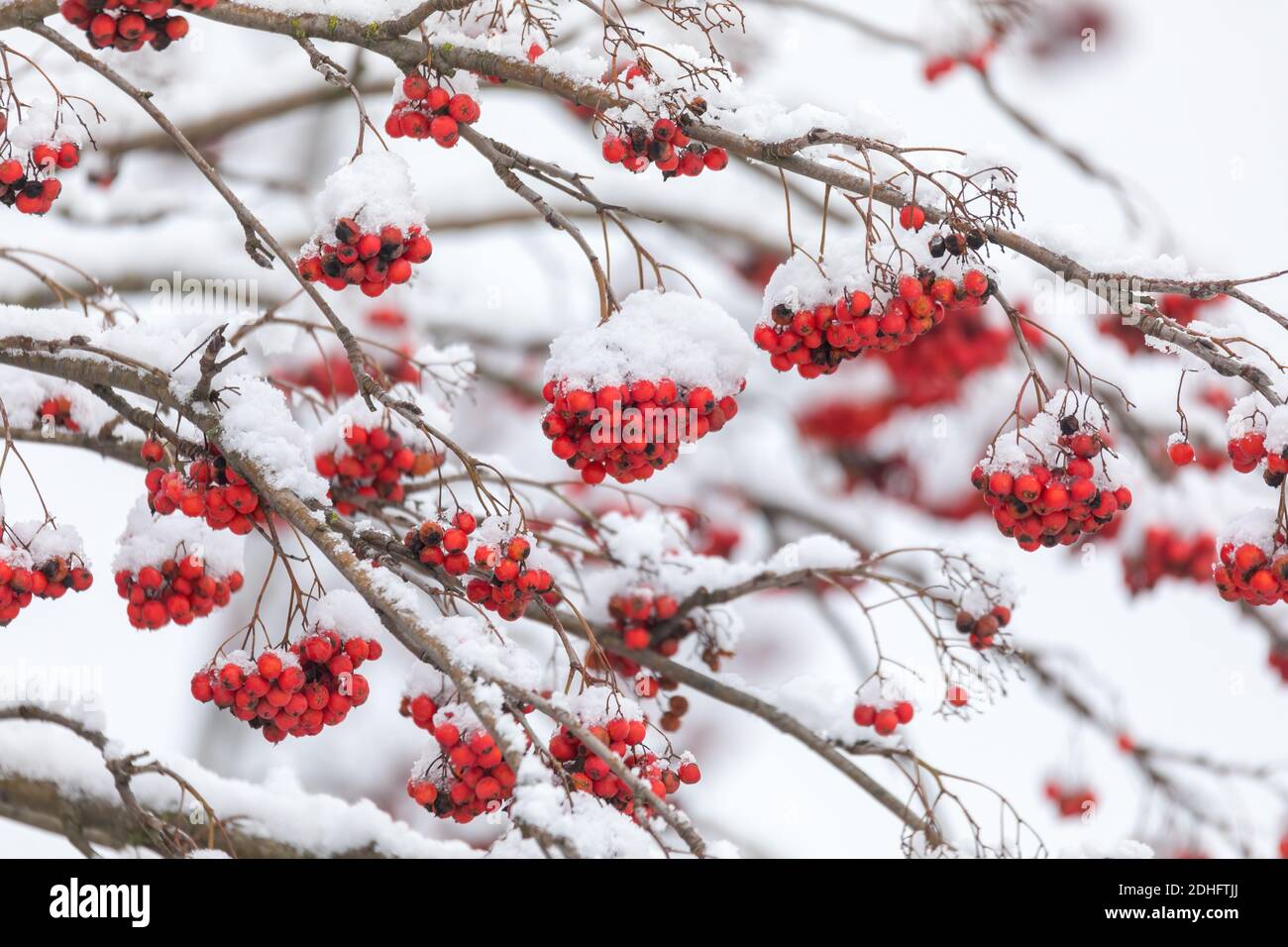Orange fruit tree snow hi-res stock photography and images - Alamy