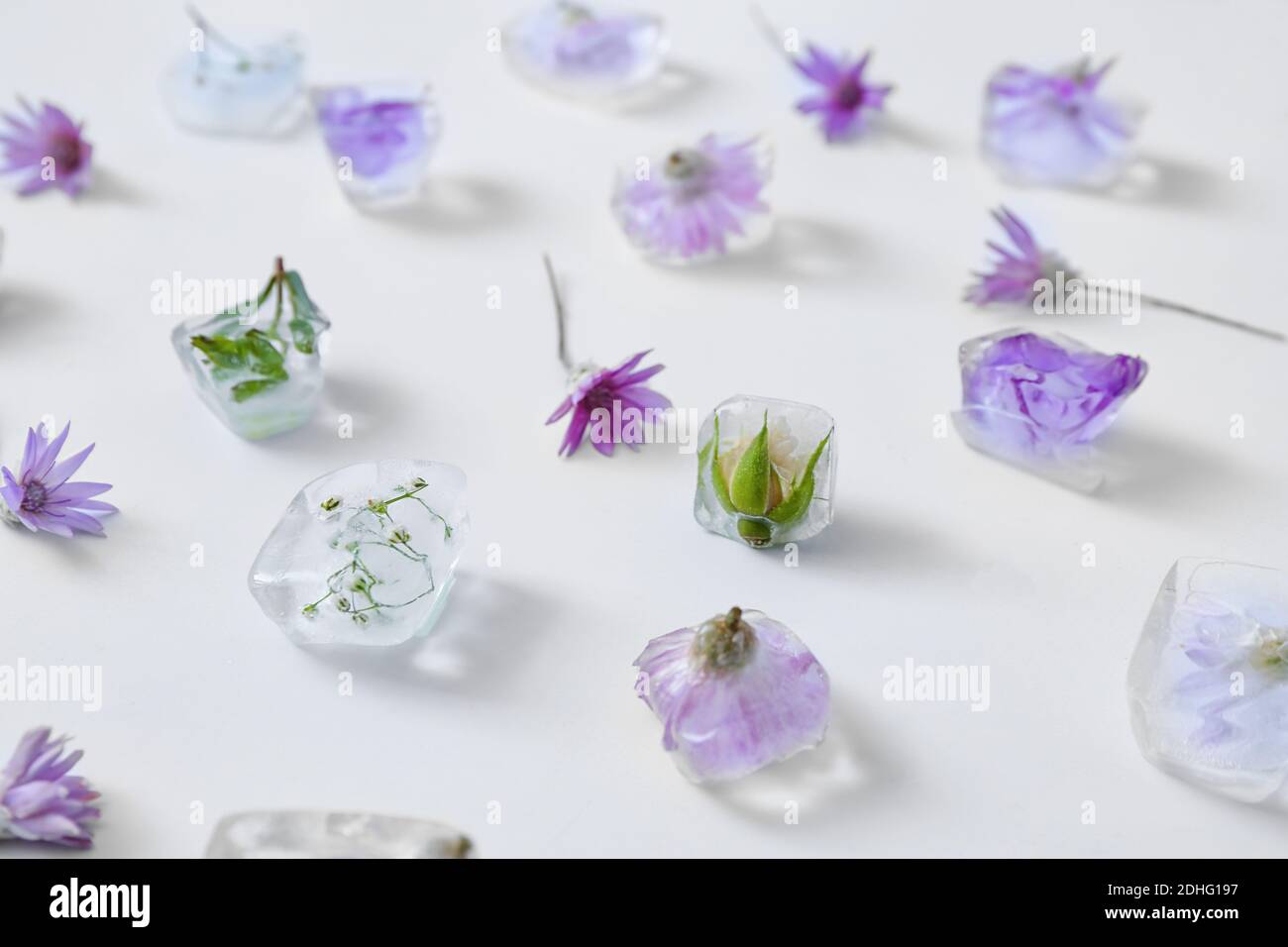 Beautiful flowers frozen in ice on light background Stock Photo