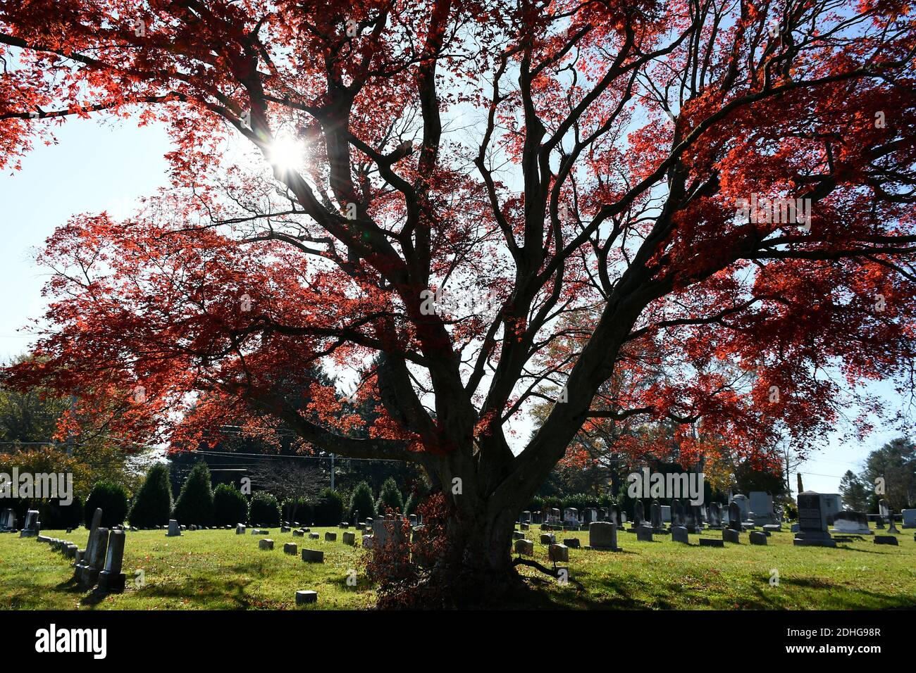 Large Japanese Maple on with grave stones in background Stock Photo