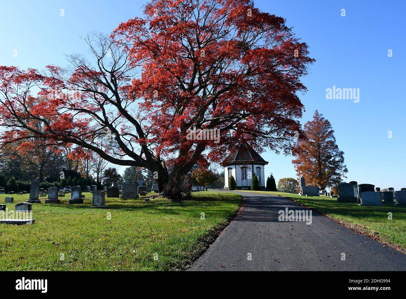 Large Japanese Maple on with grave stones in background Stock Photo