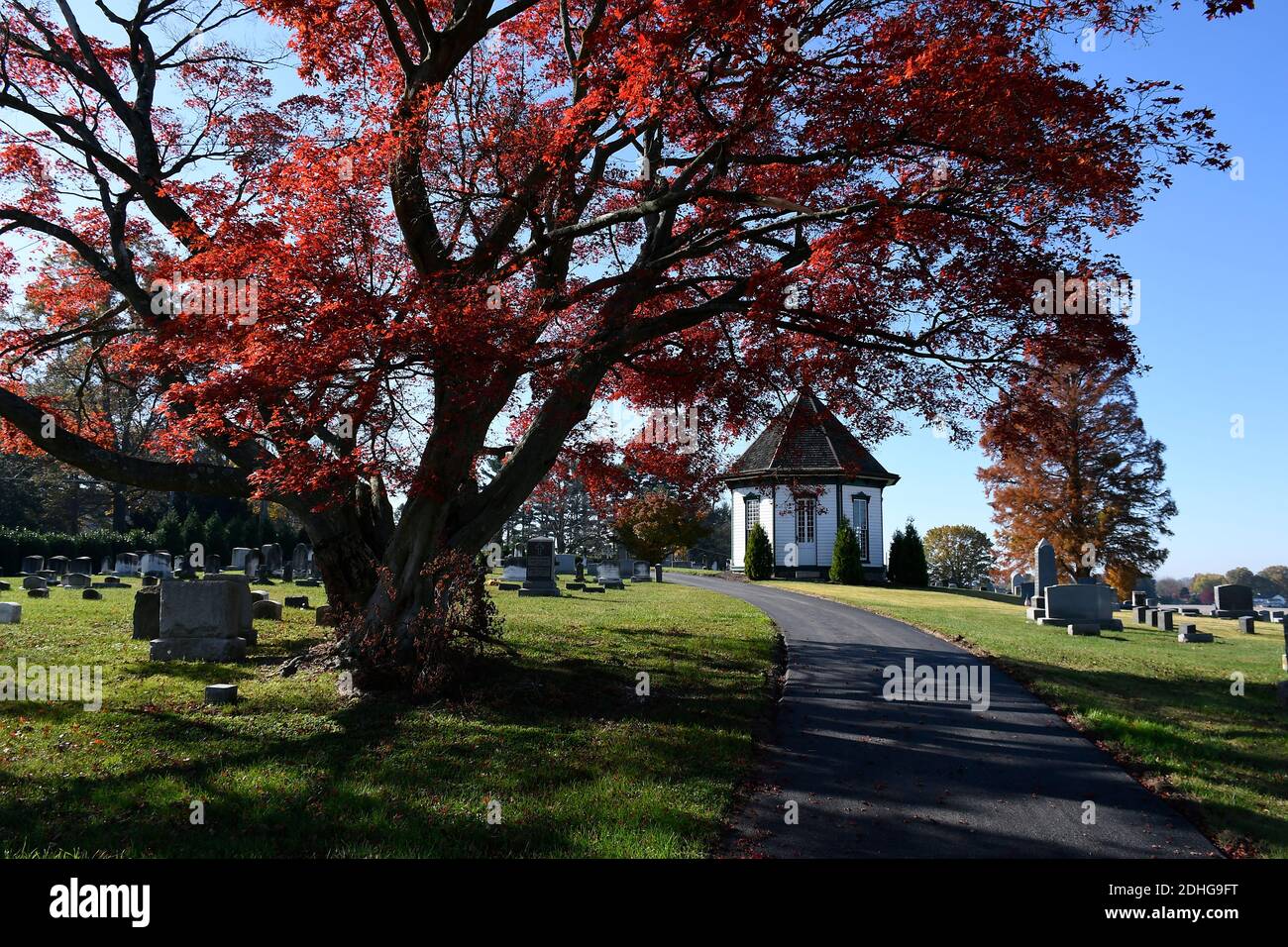Large Japanese Maple on with grave stones in background Stock Photo
