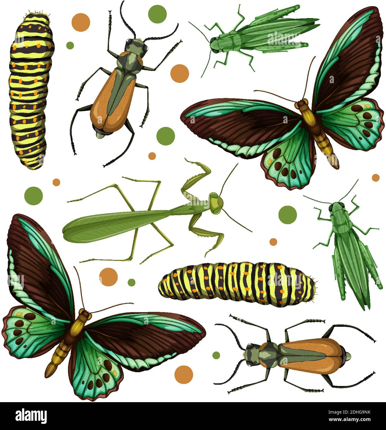 Set of different insects on white background illustration Stock Vector ...