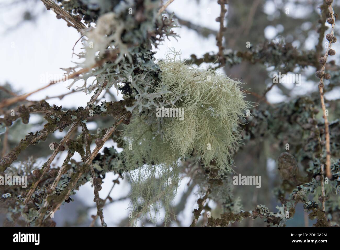 Larch tree wood texture hi-res stock photography and images - Alamy