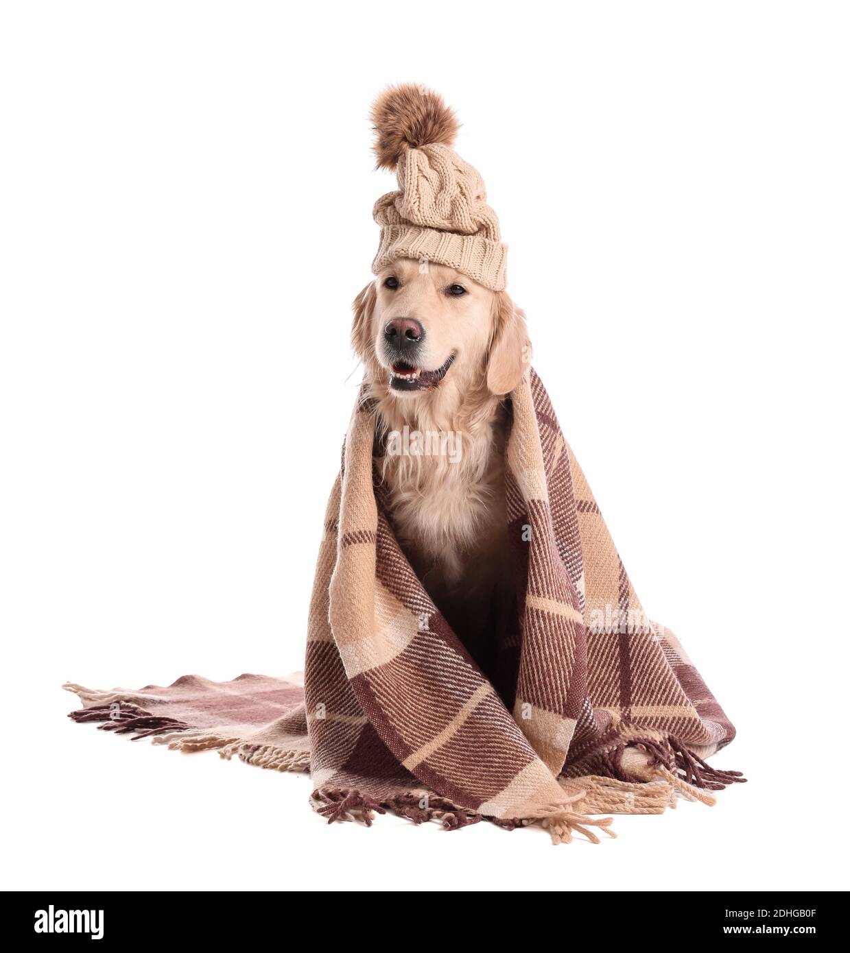 Cute dog in hat and with warm plaid on white background. Concept of