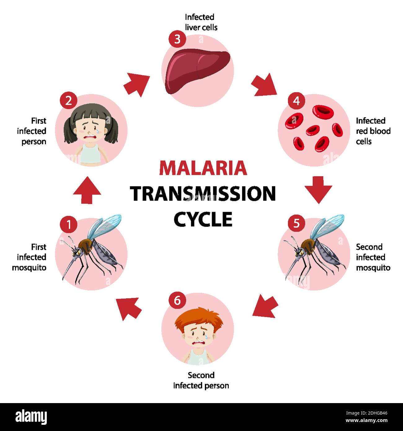 malaria mosquito life cycle