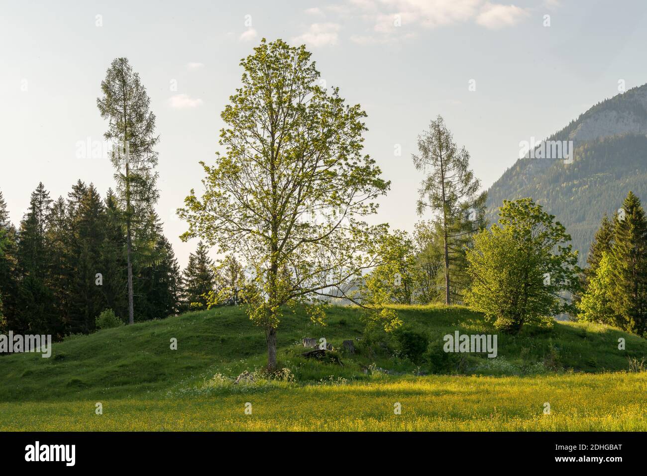 Grass field in forest sunny hi-res stock photography and images - Alamy