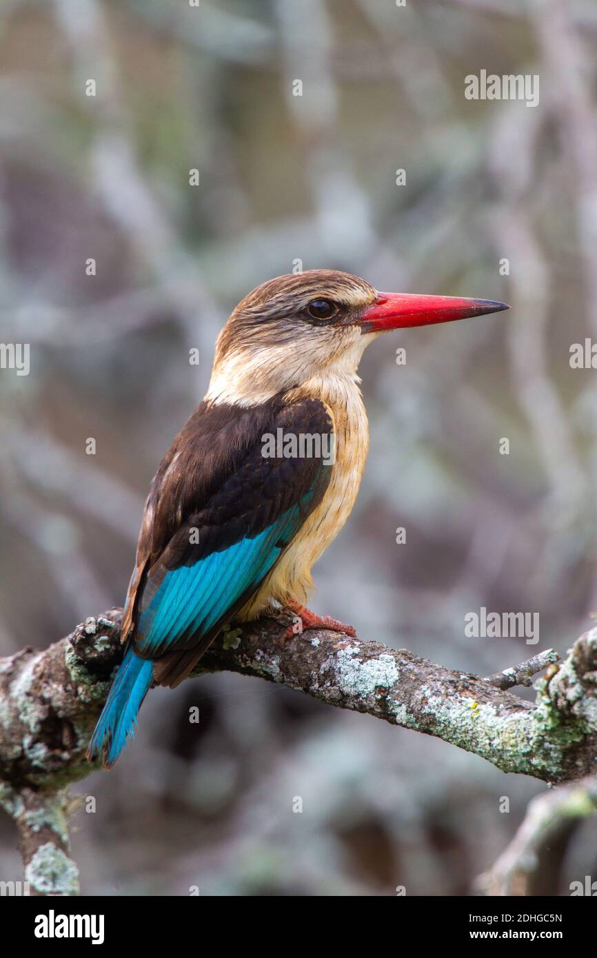 Brown-hooded Kingfisher  Halcyon albiventris Mkuze Game Reserve, Kwzulu-Natal, South Africa 25 August 2018           Adult     Alcedinidae Stock Photo