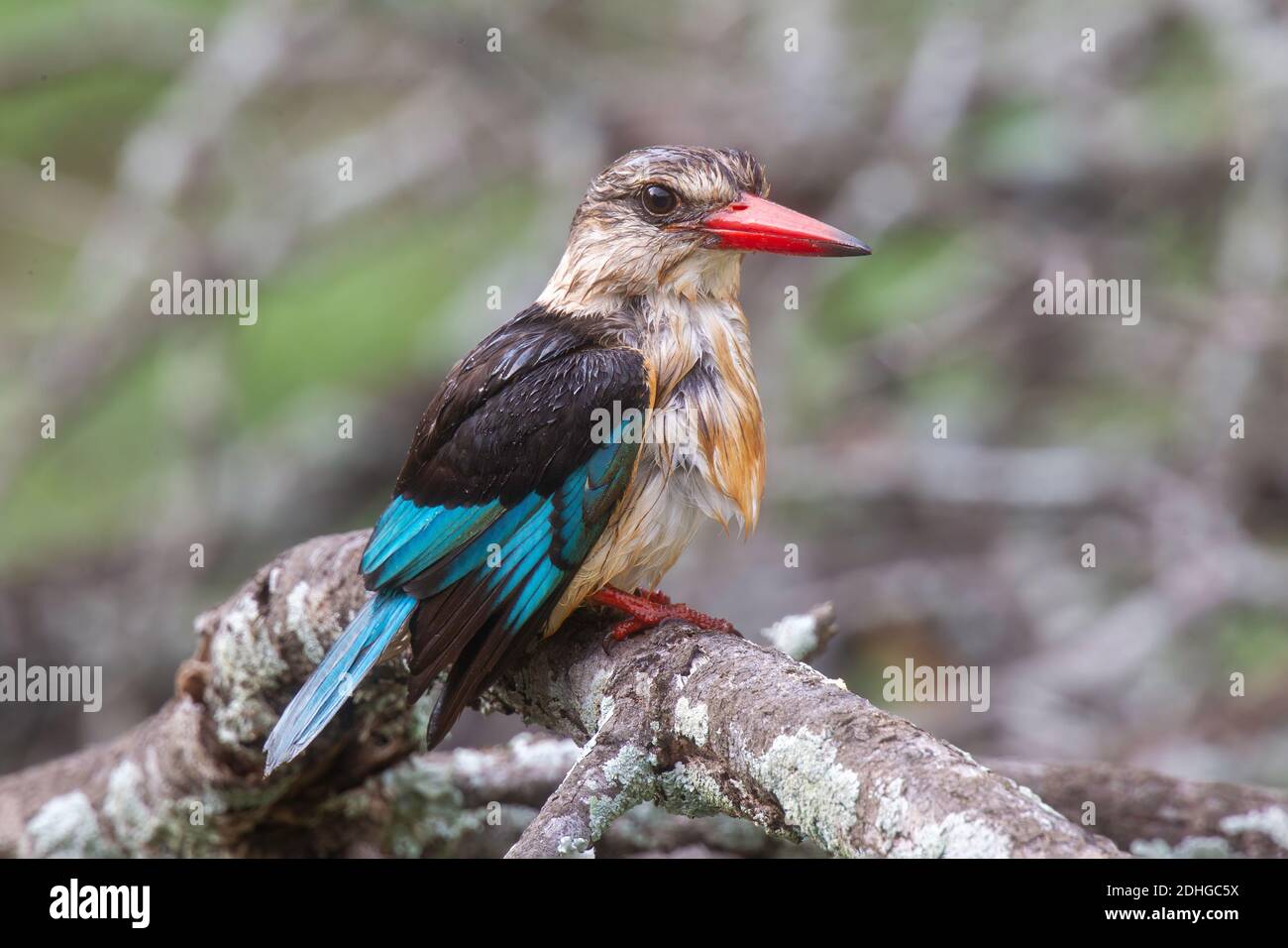Brown-hooded Kingfisher  Halcyon albiventris Mkuze Game Reserve, Kwzulu-Natal, South Africa 25 August 2018           Adult     Alcedinidae Stock Photo