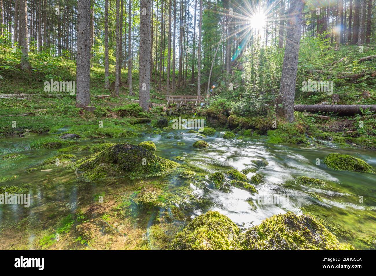 A river in a forest at sunlight Stock Photo - Alamy