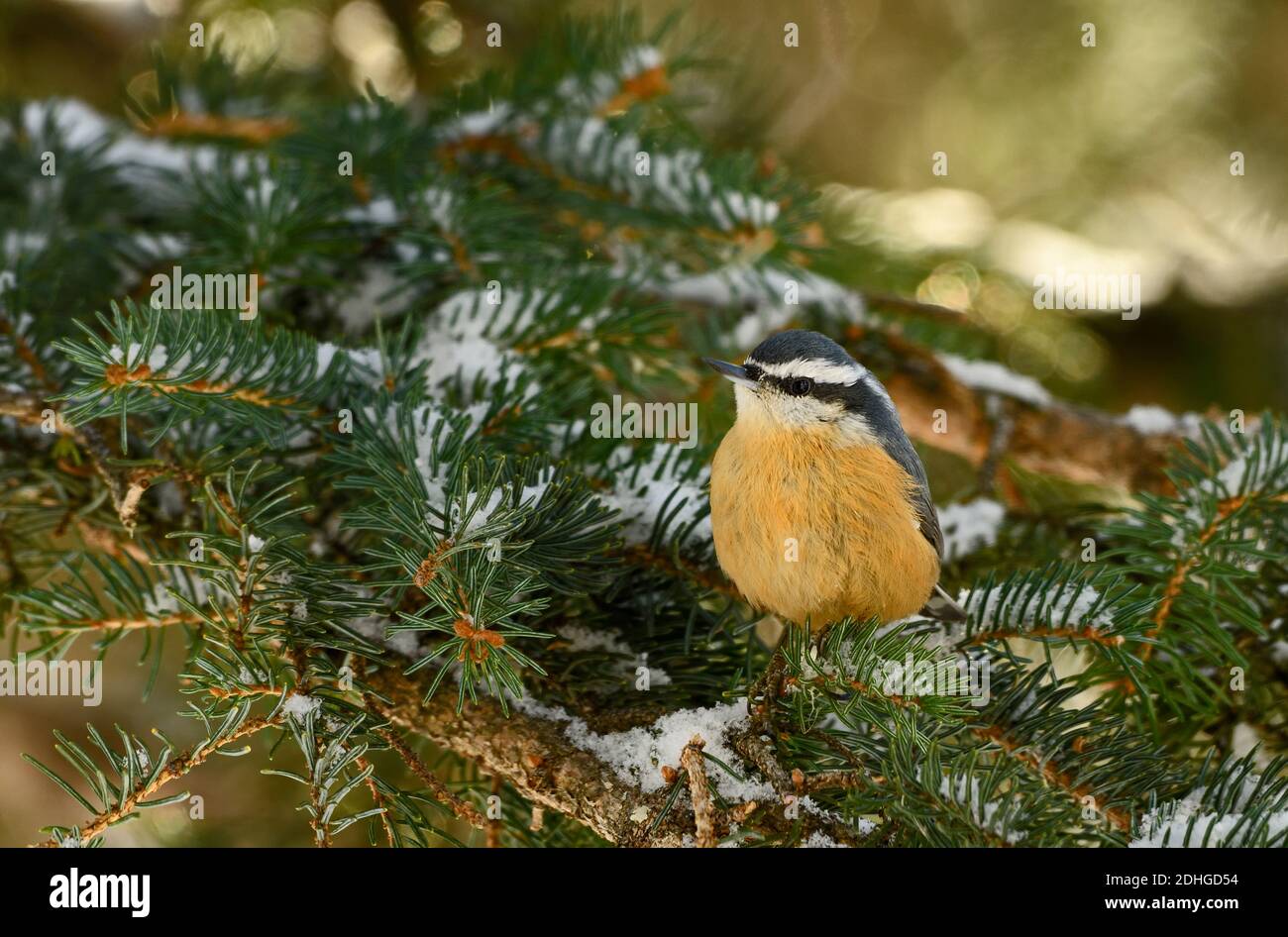 A  Red-breasted Nuthatch 'Sitta canadensis', perched on a green snow covered spruce tree branch in rural Alberta Canada Stock Photo