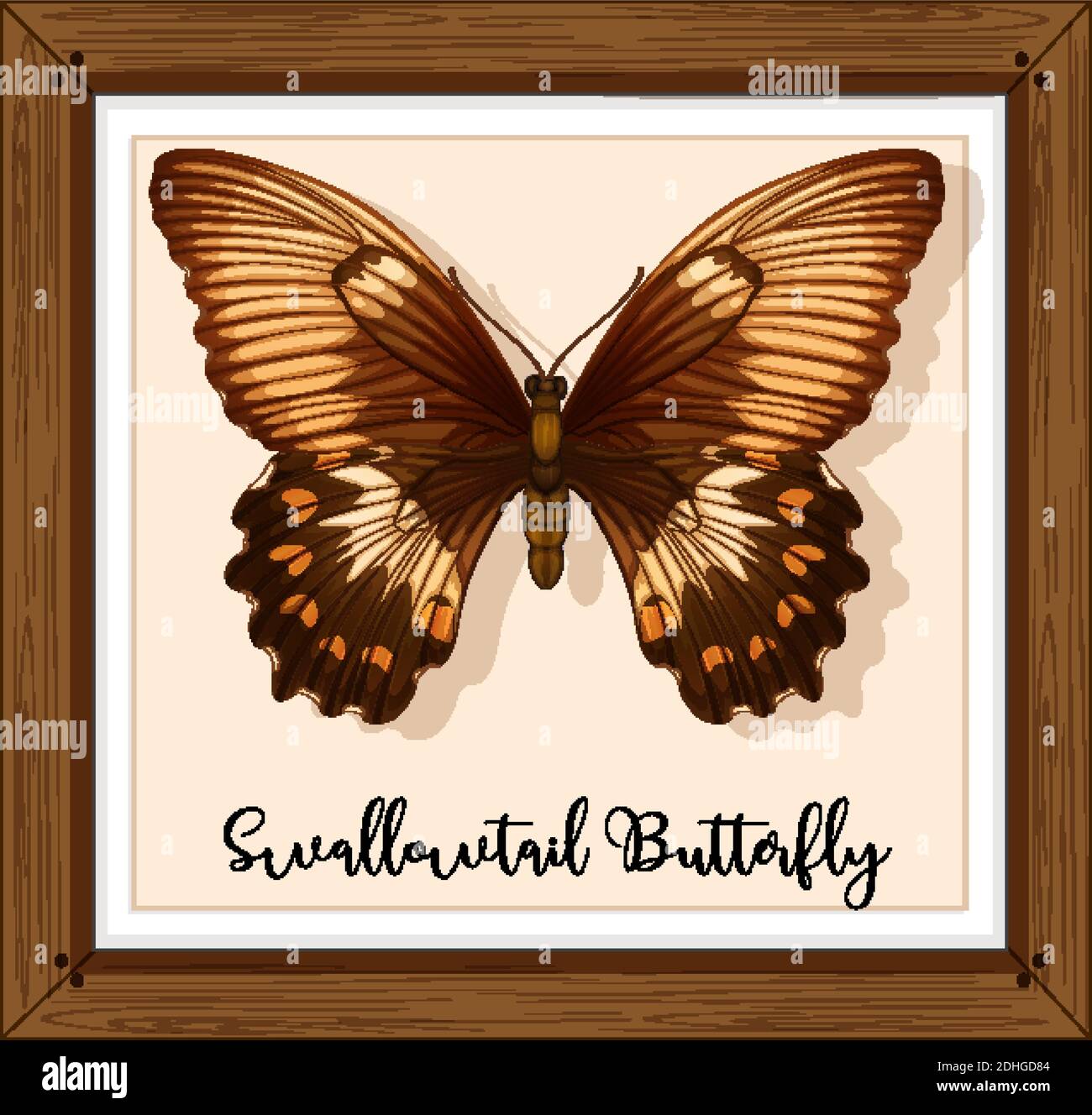 Butterfly on wooden frame illustration Stock Vector Image & Art - Alamy