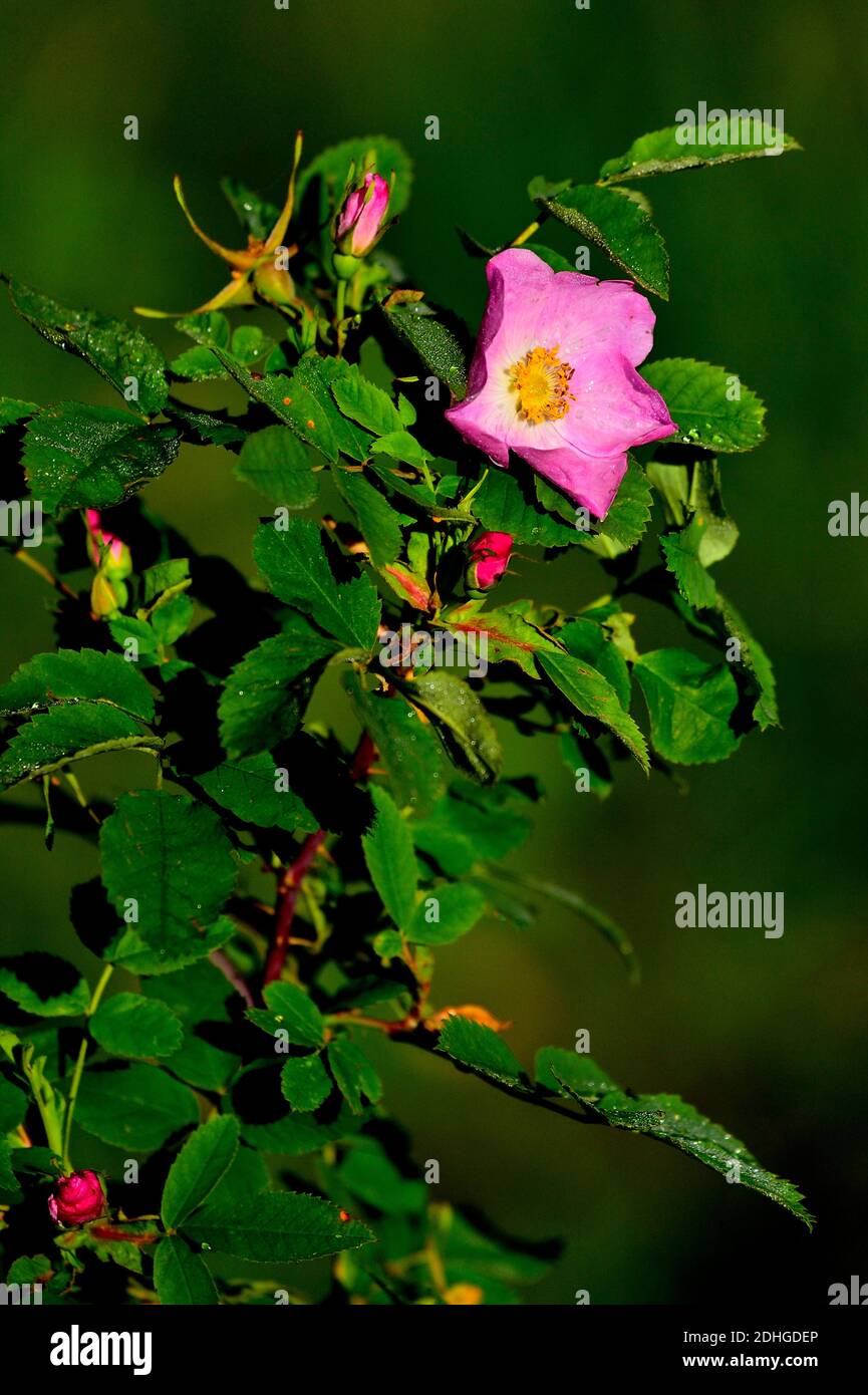A vertical image of a wild rose bush ' Rosa acicularis', on a dark background in rural Alberta Canada Stock Photo